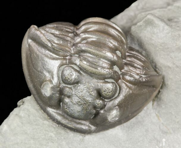 Wide, Enrolled Flexicalymene Trilobite - Ohio #57831